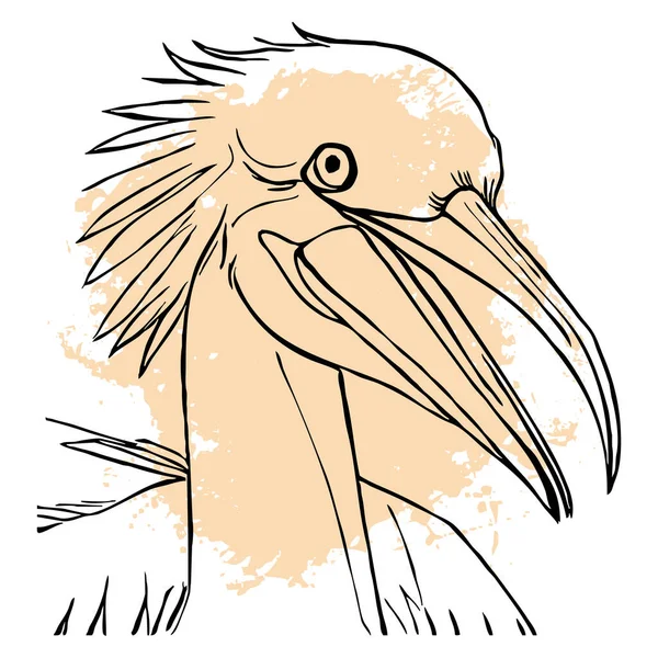 Schwarzer Pelikan Auf Weißem Hintergrund Tiere Säumen Die Kunst Logo — Stockfoto