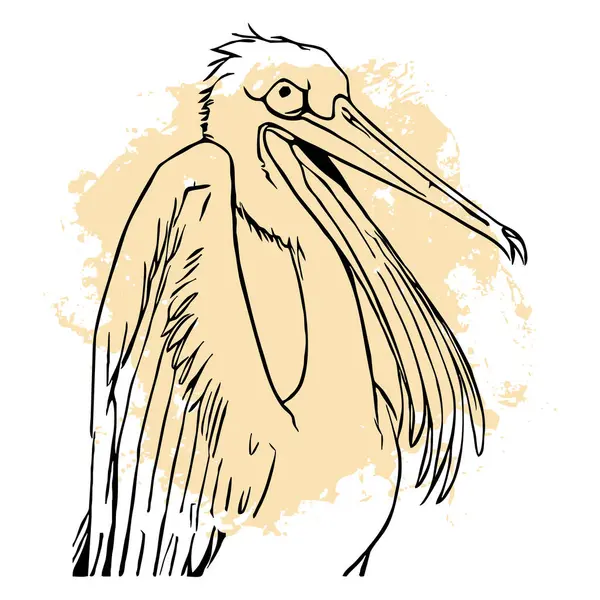 Schwarzer Pelikan Auf Weißem Hintergrund Tiere Säumen Die Kunst Logo — Stockfoto