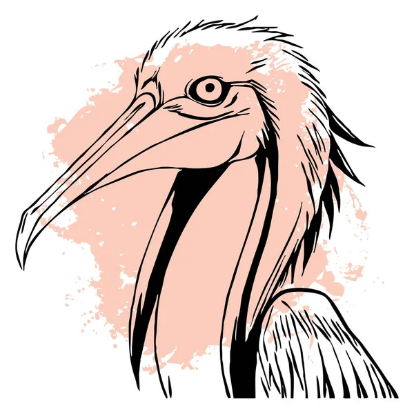 Beyaz Arka Planda Siyah Pelikan Hayvanlar Çizgi Sanatı Grafiklerde Kullanmak — Stok fotoğraf