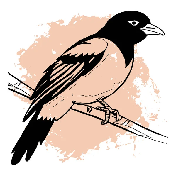 白色背景上的黑鸟 动物线艺术 用于图形的标志设计 T恤衫印花纹身设计 — 图库照片