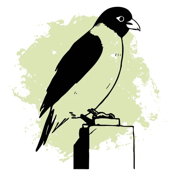 Pájaro Negro Sobre Fondo Blanco Animales Línea Arte Diseño Logotipo — Foto de Stock