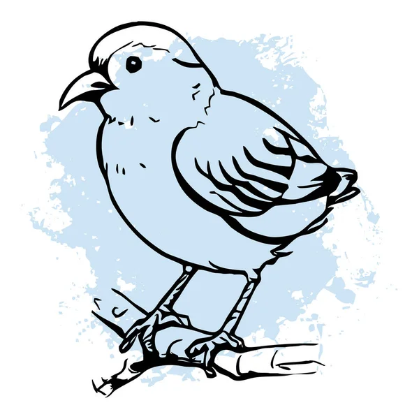 Beyaz Arka Planda Siyah Kuş Hayvanlar Çizgi Sanatı Grafiklerde Kullanmak — Stok fotoğraf