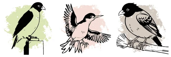 Oiseau Noir Sur Fond Blanc Animaux Ligne Art Conception Logo — Photo