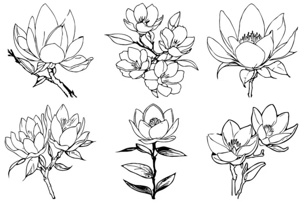 Magnoliová Květina Černobílá Čára Umění Tisk Pro Trička Design Pro — Stock fotografie