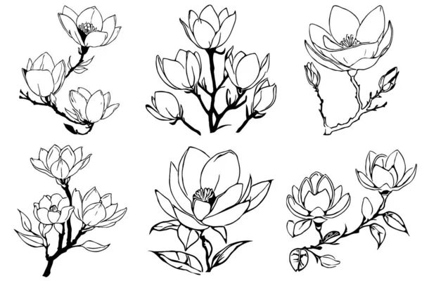Magnolia Virág Fekete Fehér Vonal Művészet Nyomtatás Pólókhoz Tetoválások Tervezése — Stock Fotó