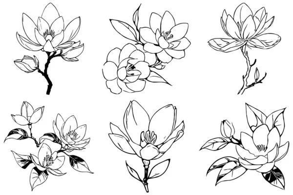 Magnolia Virág Fekete Fehér Vonal Művészet Nyomtatás Pólókhoz Tetoválások Tervezése — Stock Fotó