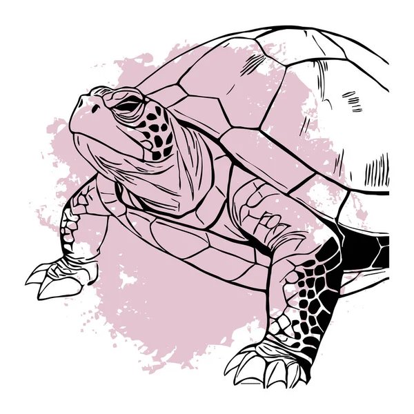 Turtle . Black and white line art. Logo design for use in graphics. T-shirt print, tattoo design.