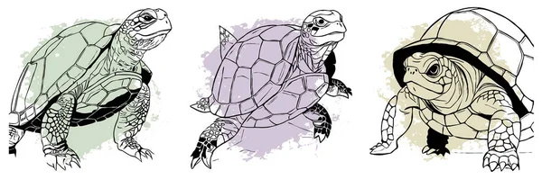 Turtle . Black and white line art. Logo design for use in graphics. T-shirt print, tattoo design.