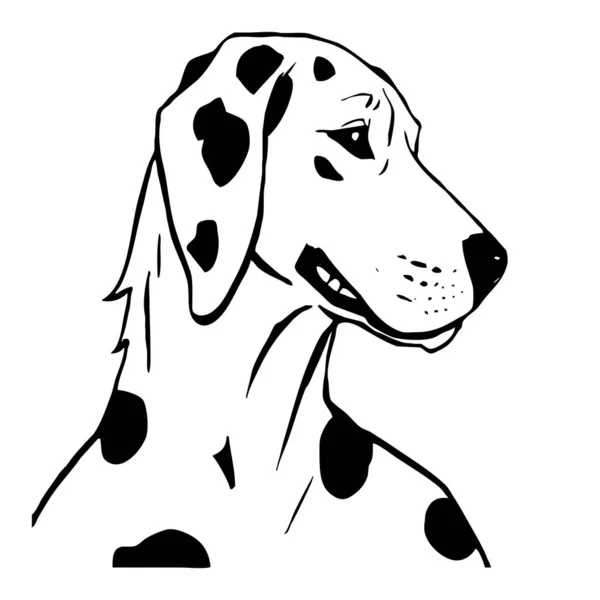 Далматинская Собака Черно Белая Линия Искусства Логотип Использования Графике Отпечаток — стоковое фото