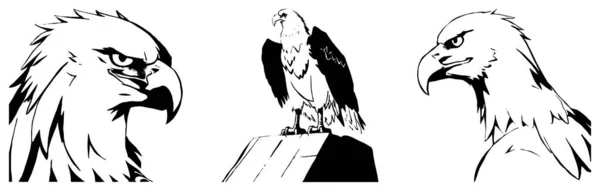 老鹰黑色和白色图形 用于图形的标志设计 T恤衫印花纹身设计 — 图库照片