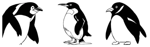 Penguen Siyah Beyaz Grafikler Grafiklerde Kullanmak Için Logo Tasarımı Tişört — Stok fotoğraf