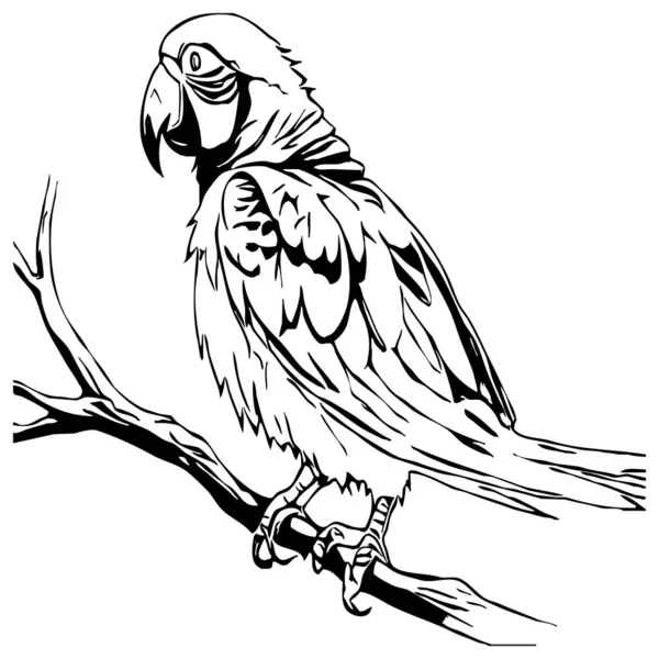 Papoušek Černobílá Grafika Návrh Loga Pro Použití Grafice Tisk Trička — Stock fotografie