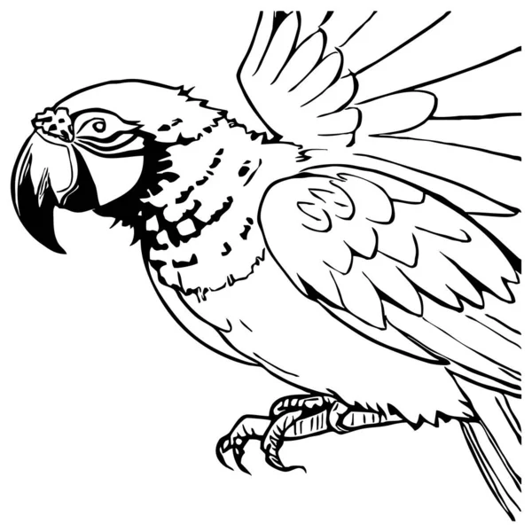 Попугай Черно Белая Графика Логотип Использования Графике Отпечаток Футболки Дизайн — стоковое фото