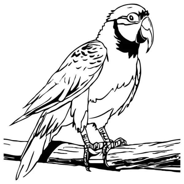 Папуга Чорно Біла Графіка Дизайн Логотипу Використання Графіці Футболка Дизайн — стокове фото