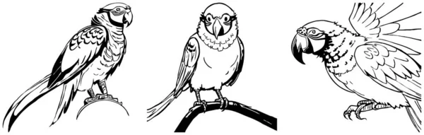 Papuga Czarno Biała Grafika Projekt Logo Stosowania Grafice Odcisk Koszulki — Zdjęcie stockowe