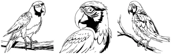 パロット 黒と白のグラフィック グラフィックで使用するためのロゴデザイン Tシャツプリント タトゥーデザイン — ストック写真