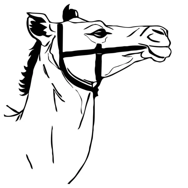 Camelo Gráficos Preto Branco Design Logotipo Para Uso Gráficos Shirt — Fotografia de Stock