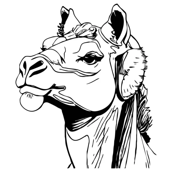 Camel . Black and white graphics. Logo design for use in graphics. T-shirt print, tattoo design.
