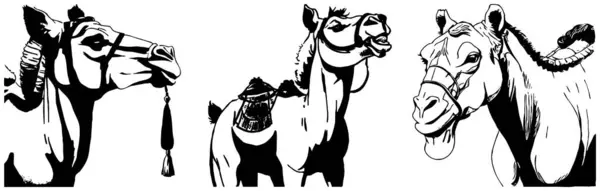 Camello Gráficos Blanco Negro Diseño Logotipo Para Uso Gráficos Impresión —  Fotos de Stock