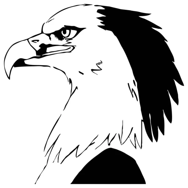 Aigle Graphiques Noir Blanc Conception Logo Pour Une Utilisation Dans — Photo