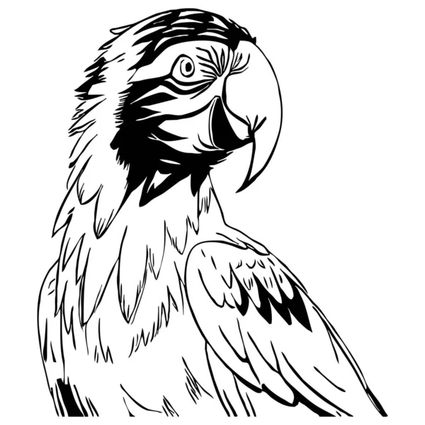 Папуга Чорно Біла Графіка Дизайн Логотипу Використання Графіці Футболка Дизайн — стокове фото