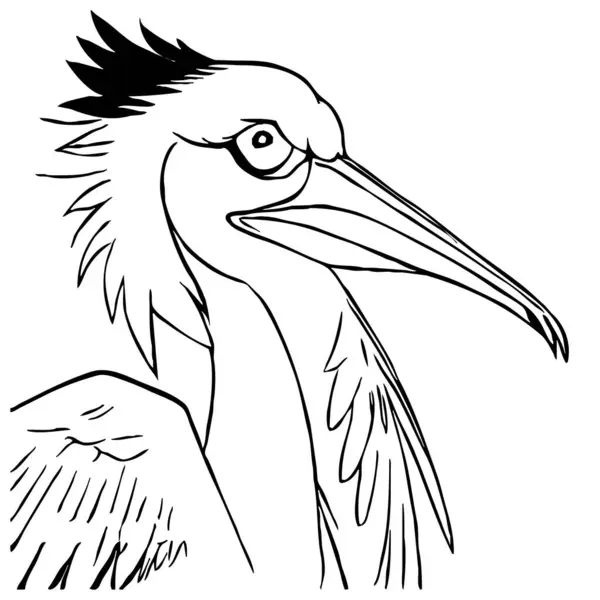 Чорний Пелікан Білому Тлі Мистецтво Лінії Тварин Дизайн Логотипу Використання — стокове фото