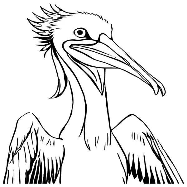 Чорний Пелікан Білому Тлі Мистецтво Лінії Тварин Дизайн Логотипу Використання — стокове фото