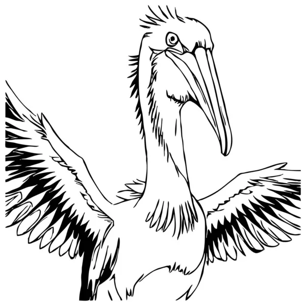 Черный Пеликан Белом Фоне Животные Линии Искусства Логотип Использования Графике — стоковое фото