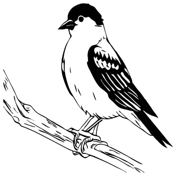 Beyaz Arka Planda Siyah Kuş Hayvanlar Çizgi Sanatı Grafiklerde Kullanmak — Stok fotoğraf