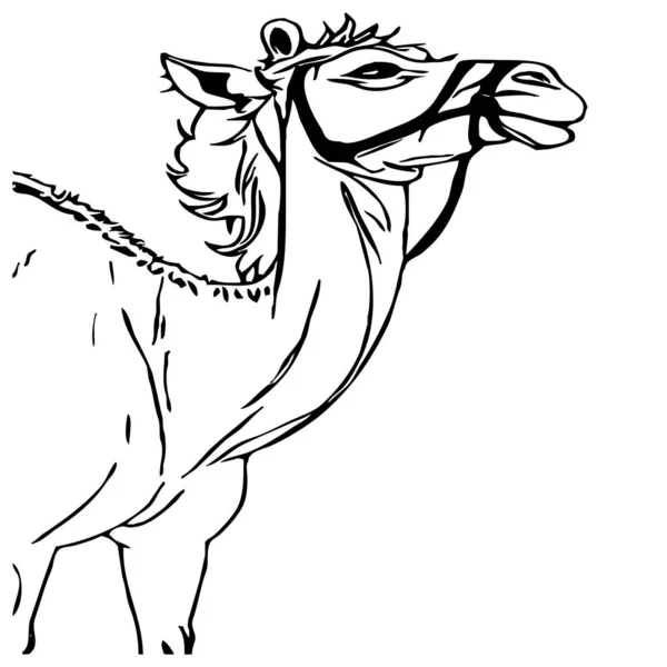 Kamel Schwarz Weiß Grafiken Logo Design Für Die Verwendung Grafiken — Stockfoto
