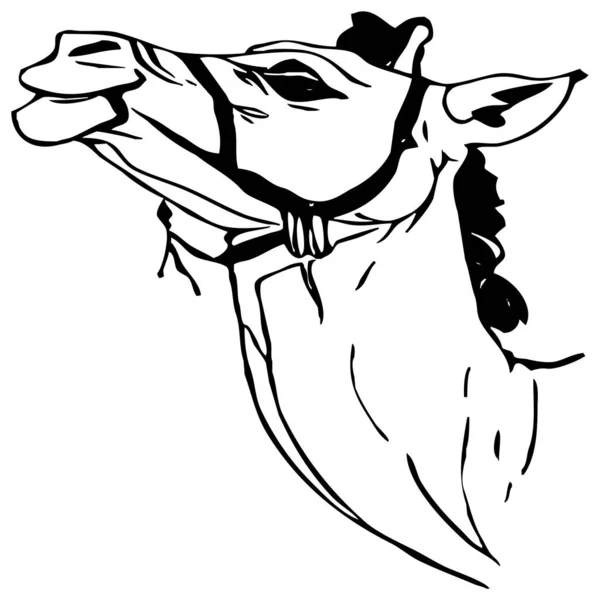 Wielbłąd Czarno Biała Grafika Projekt Logo Stosowania Grafice Odcisk Koszulki — Zdjęcie stockowe