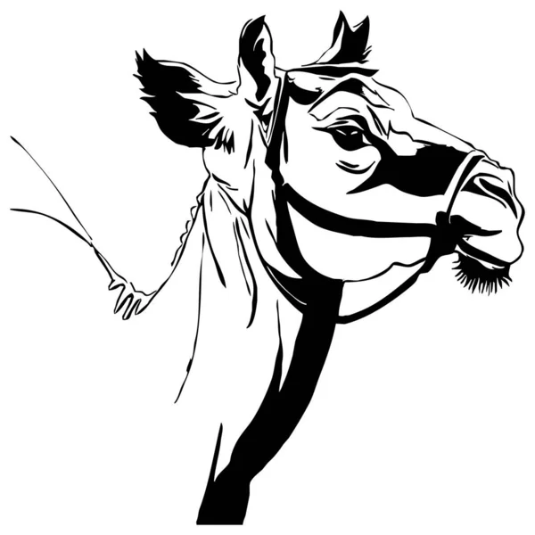 Верблюд Черно Белая Графика Логотип Использования Графике Отпечаток Футболки Дизайн — стоковое фото