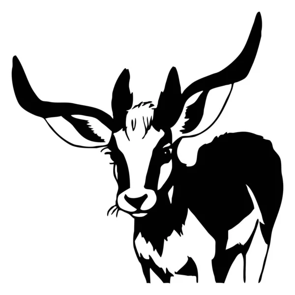 Gacela Negra Sobre Fondo Blanco Ilustración Animal —  Fotos de Stock
