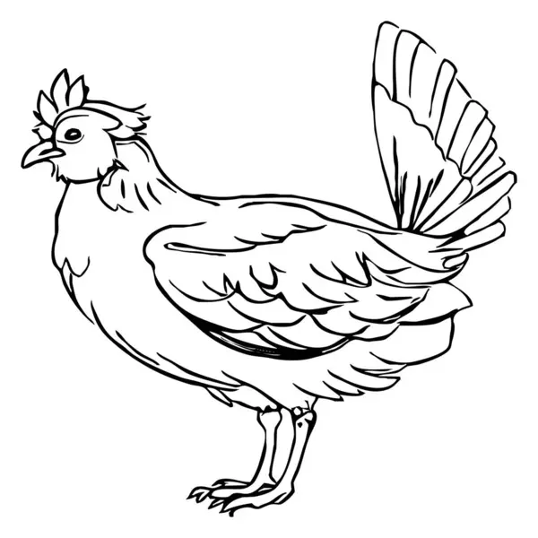 Kurczak Czarno Biała Linia Sztuki Projekt Logo Stosowania Grafice Odcisk — Zdjęcie stockowe