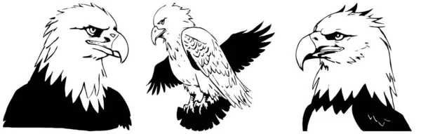 Adelaar Zwart Wit Afbeeldingen Logo Ontwerp Voor Gebruik Graphics Shirt — Stockfoto
