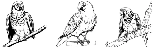 Papagaio Gráficos Preto Branco Design Logotipo Para Uso Gráficos Shirt — Fotografia de Stock