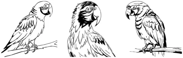 Papagalul Grafica Alb Negru Designul Logo Ului Pentru Utilizare Grafică — Fotografie, imagine de stoc