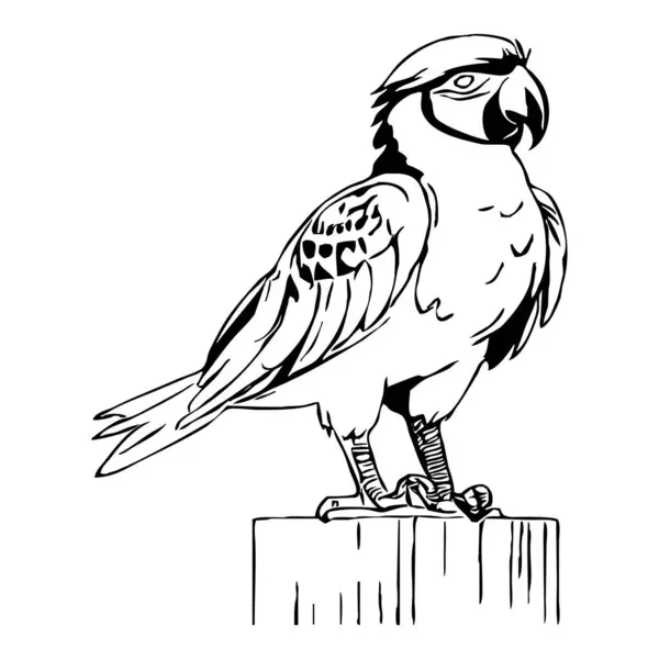 Papagei Schwarz Weiß Grafiken Logo Design Für Die Verwendung Grafiken — Stockfoto