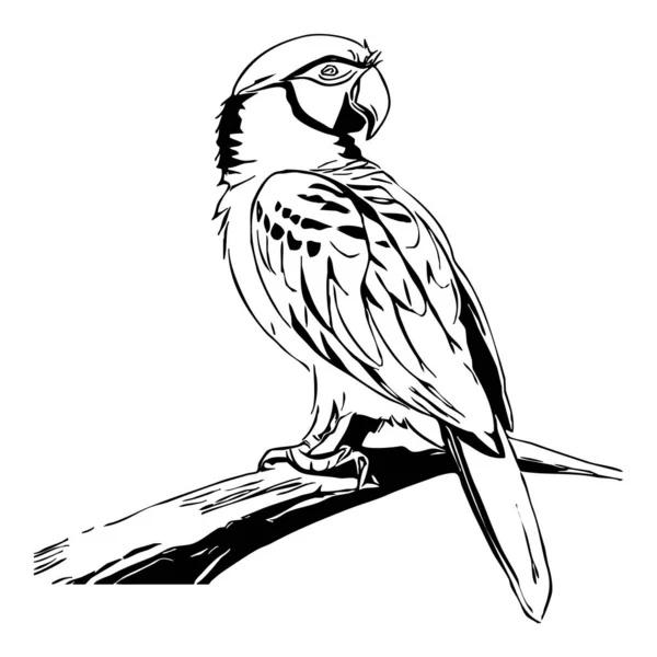 앵무새 검은색과 그래픽 그래픽에서 사용하기위한 디자인 티셔츠 디자인 — 스톡 사진