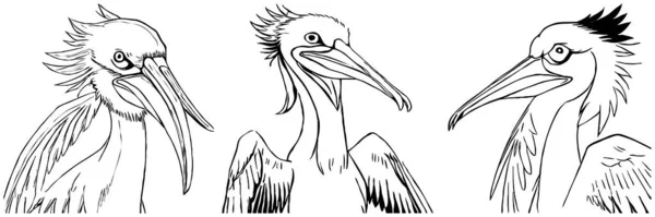 Black Pelican White Background Animals Line Art Logo Design Use — Stock Photo, Image
