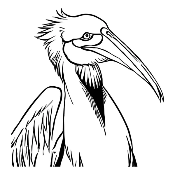 Черный Пеликан Белом Фоне Животные Линии Искусства Логотип Использования Графике — стоковое фото