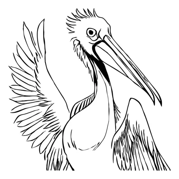 Czarny Pelikan Białym Tle Sztuka Linii Zwierząt Projekt Logo Stosowania — Zdjęcie stockowe