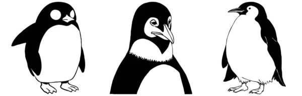 Tučňák Černobílá Grafika Návrh Loga Pro Použití Grafice Tisk Trička — Stock fotografie