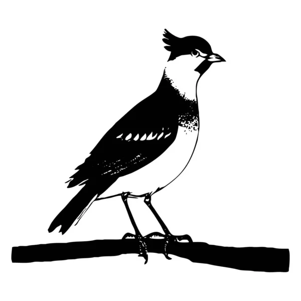 Černý Pták Bílém Pozadí Zvířata Čára Umění Návrh Loga Pro — Stock fotografie