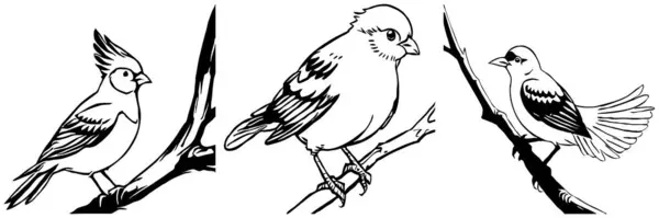Μαύρο Πουλί Λευκό Φόντο Ζώα Είναι Τέχνη Σχεδιασμός Λογότυπου Για — Φωτογραφία Αρχείου