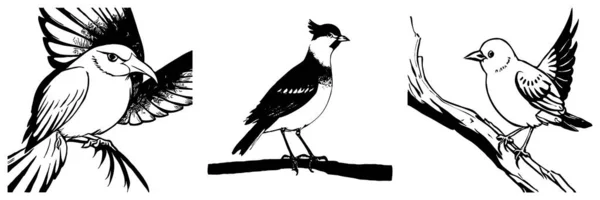 Schwarzer Vogel Auf Weißem Hintergrund Tiere Säumen Die Kunst Logo — Stockfoto