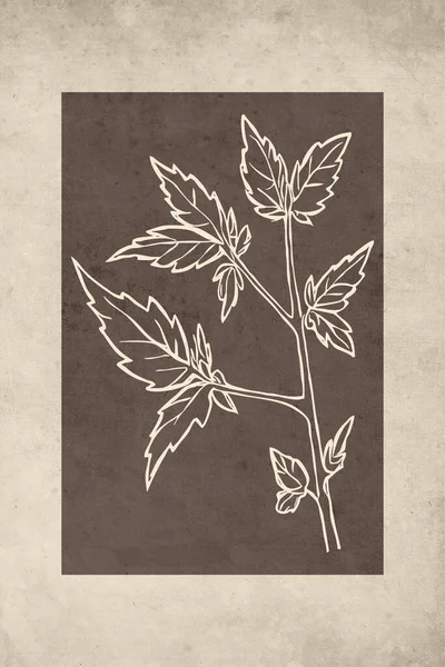 Ilustración Botánica Para Imprimir Decoración Del Hogar Estilo Rústico Decoración — Foto de Stock