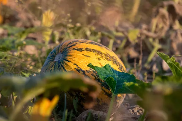 Сонячний Жовтневий День Сільській Місцевості Осінній Урожай Овочів Гарбузовий — стокове фото