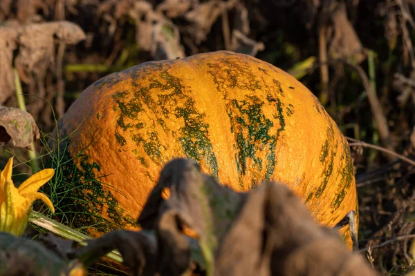 Sonniger Oktobertag Auf Dem Land Gemüseernte Herbst Kürbis — Stockfoto