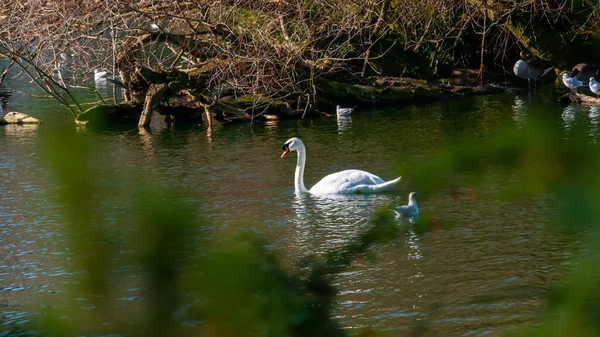 West Park Wolverhampton Spring England Birds Natural Environment — Stock Photo, Image
